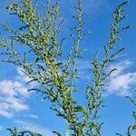 Chenopodium album Hábito