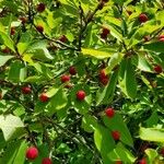 Ilex mucronata Fruit