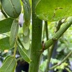Senna didymobotrya Rinde
