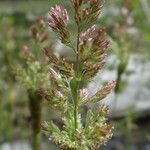 Polypogon viridis Blüte