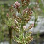 Polypogon viridis Floare