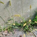 Setaria viridis Hoja