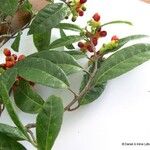 Malaisia scandens Vekstform