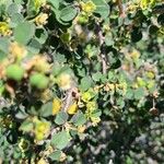 Euphorbia misera ഫലം