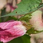 Gossypium herbaceum Flower