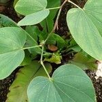 Bauhinia purpurea Feuille