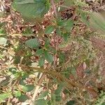 Amaranthus spinosus چھال