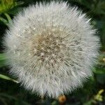 Taraxacum rubicundum Květ