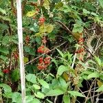 Rubus moluccanus Агульны выгляд