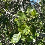 Quercus wislizeni Hoja