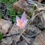 Crocus autumnalis Кветка