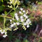 Ageratina jucunda Λουλούδι
