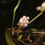 Anthurium obtusum Фрукт