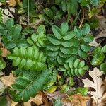 Polemonium reptans ᱥᱟᱠᱟᱢ