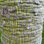 Ceiba pentandra 树皮