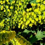 Berberis japonica Квітка