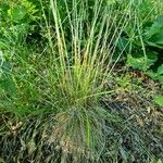 Festuca lemanii Hostoa