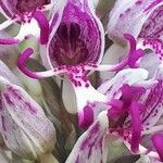 Orchis simia 花