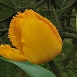 Tulipa gesneriana Lorea
