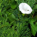 Calystegia silvatica 形態