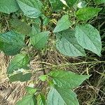 Solanum nigrum List