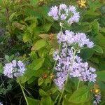 Allium unifolium Blomma