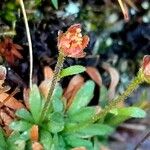 Saxifraga androsacea Цвят