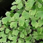 Adiantum tenerum List