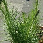 Liatris spicata Облик