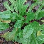 Rumex patientia Folha