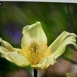 Anemone baldensis Blüte