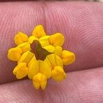 Coronilla minima Flower