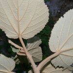 Helicteres baruensis Çiçek