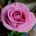Rosa lucieae Virág