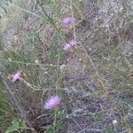 Centaurea paniculata Alkat (teljes növény)