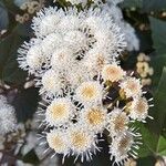 Ageratina adenophora Цвят