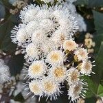 Ageratina adenophora Blüte