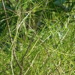 Scleria secans Лист