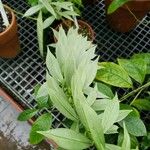 Allamanda schottii Leaf