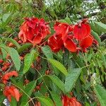 Erythrina crista-galli ফুল