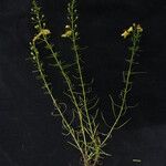 Sopubia trifida 整株植物