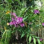 Epidendrum porphyreum Habit