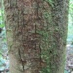Lecythis confertiflora Corteza
