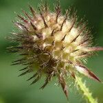 Dipsacus pilosus Fruit