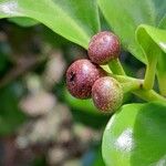 Tambourissa parvifolia Fruit