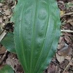 Calanthe madagascariensis Hoja