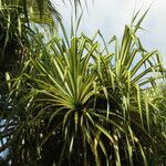 Pandanus tectorius Hábito