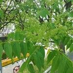 Ailanthus altissimaЦвят