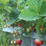 Fragaria × ananassa Meyve