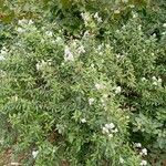 Ceanothus americanus Hàbitat